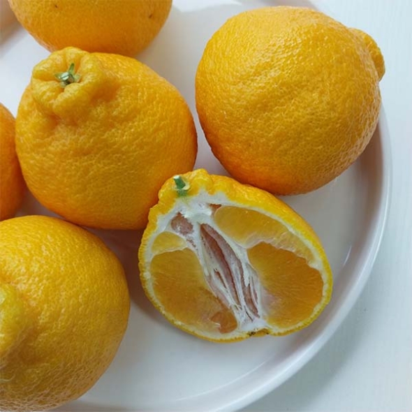 [신한카드 할인] [제주직송] 프리미엄 한라봉