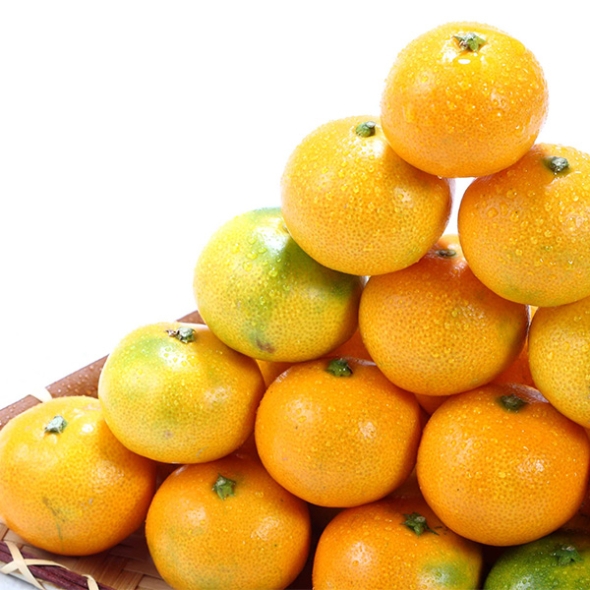 청정 제주 하우스 비가림감귤(푸)