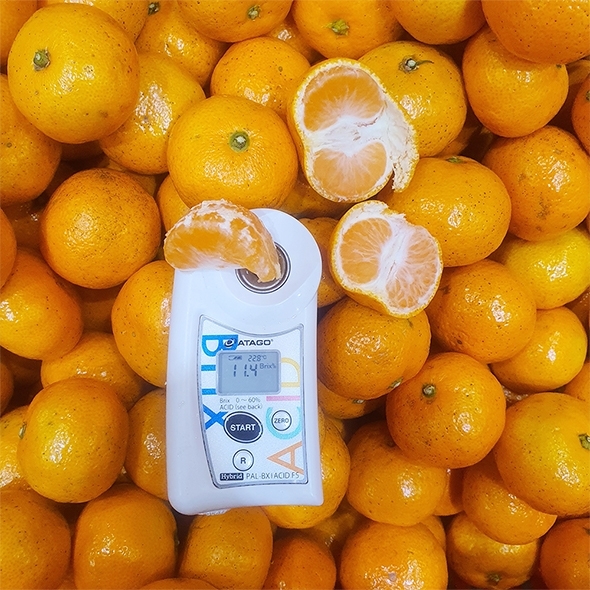 [만원의 행복] [감귤브팜] 제주 타이벡 감귤 2.5kg 4.5kg 과일 실중량