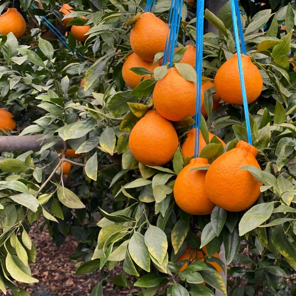 [특별할인]새콤달콤 감귤 제주 고당도 꿀 한라봉 2kg 3kg 5kg