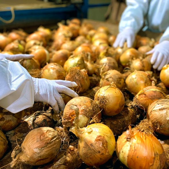 [부엌애] 25년 햇양파 부안 해풍양파 장아찌용 양파 2.5kg~10kg