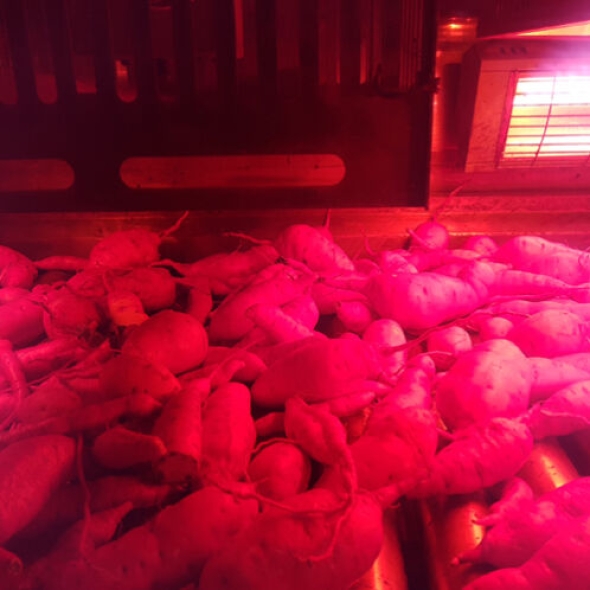 [영암 황토] 세척_베니하루카 햇 꿀밤 고구마 [2kg-5kg]
