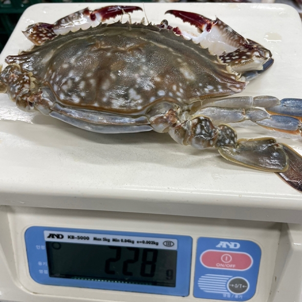 [보름데이] 연평도 급냉 하프절단 암꽃게(푸)