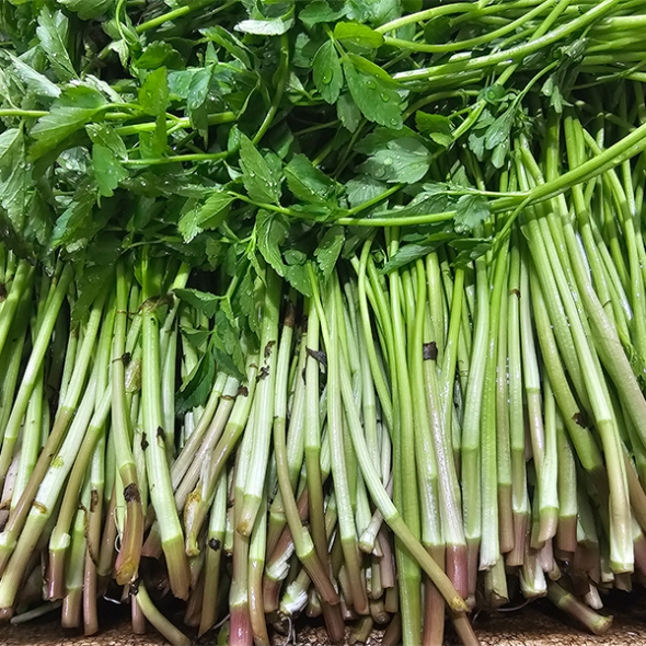 청정지역이 키워낸 청도미나리