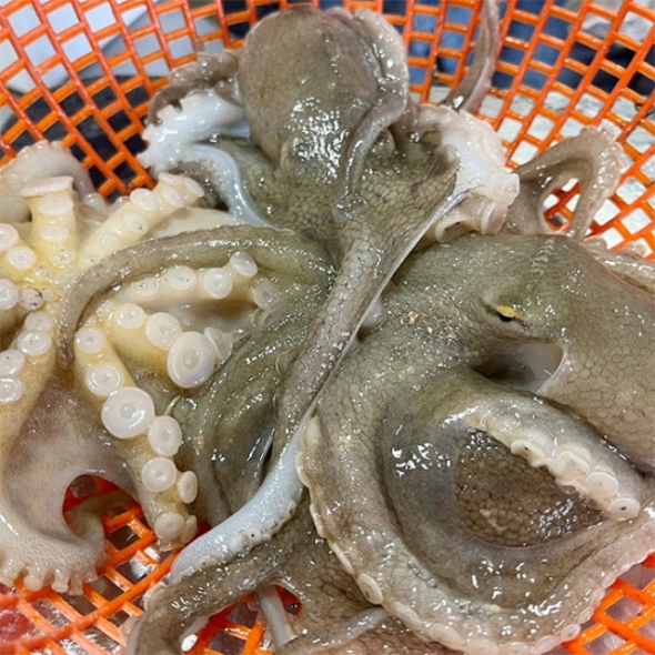 (제철도매) 서해바다 국내산 활 쭈꾸미-당일조업,당일발송- 1kg