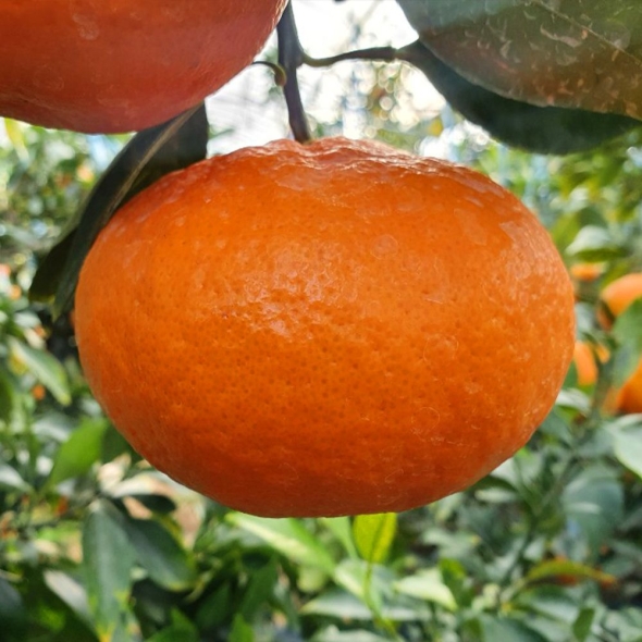 [★특별할인]새콤달콤 감귤 제주 고당도 꿀 레드향 2kg 3kg 5kg