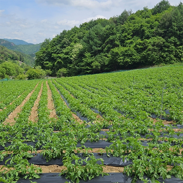 [만원의 행복] 포슬포슬 속이 꽉찬 햇감자(푸)