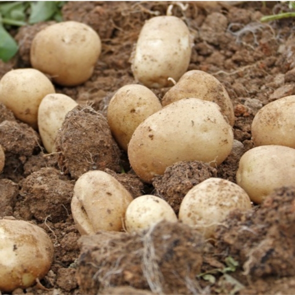 강원도 감자 포슬포슬 카스텔라 3kg 5kg 10kg