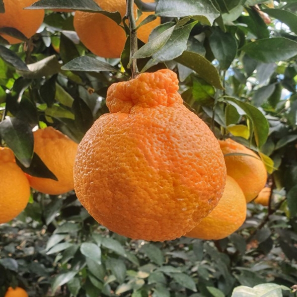 [특별할인]새콤달콤 감귤 제주 고당도 꿀 한라봉 2kg 3kg 5kg