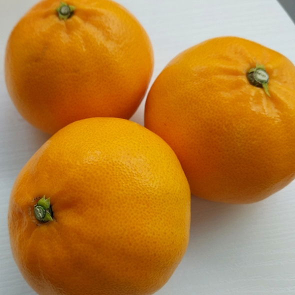 [오커캄스] 제주 천혜향 천리가는 천혜향 2kg 3kg 5kg