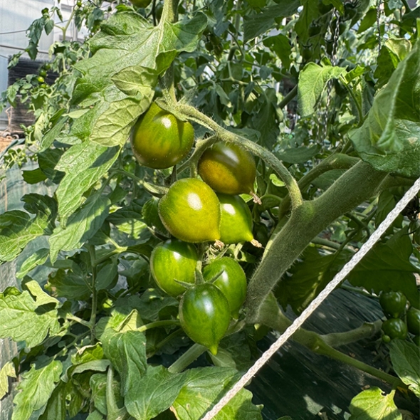 [만원의 행복] 프리미엄 흑대추 방울토마토(푸)