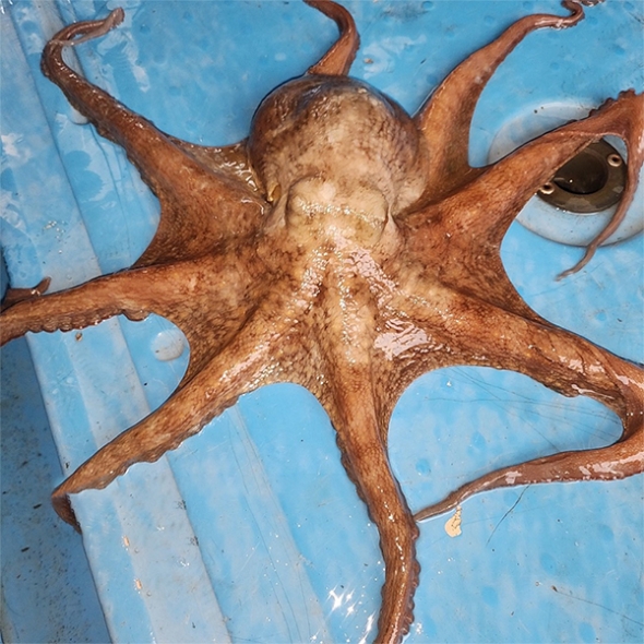 탄탄한 육질 통영 돌문어(푸)