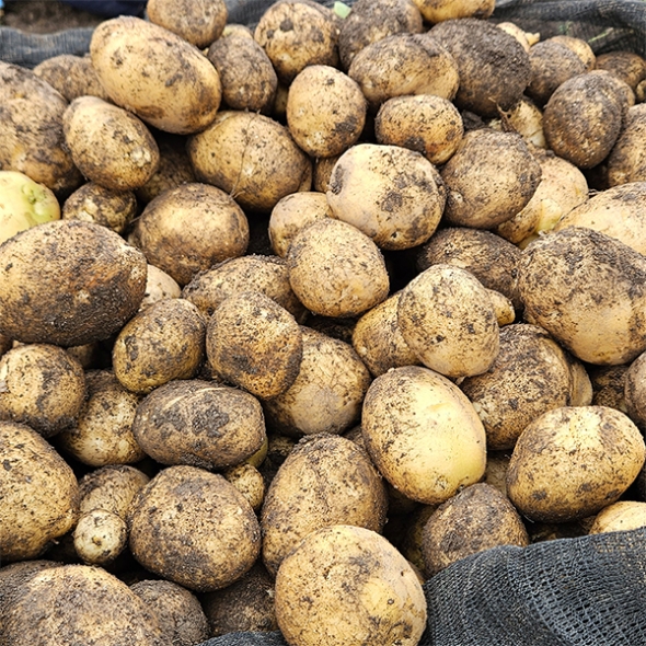 [만원의 행복] 포슬포슬 속이 꽉찬 햇감자(푸)