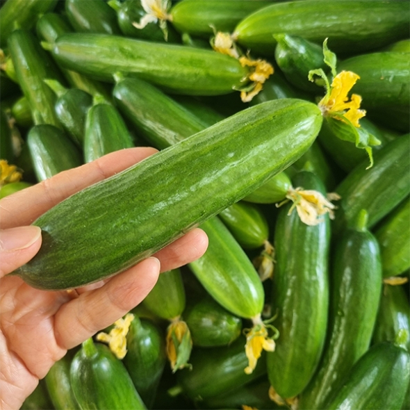 [만원의 행복] 수분이 가득한 미니오이