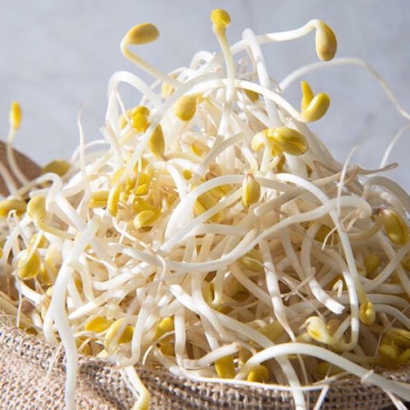 [산소콩나물] 100% 국내산 무농약 콩나물 1kg