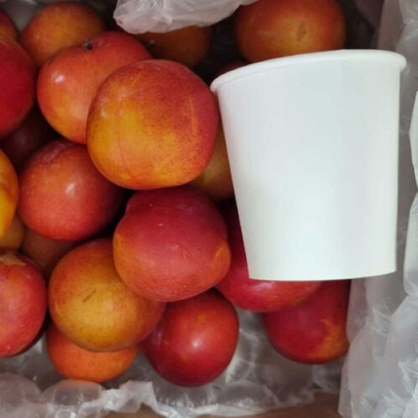 [농장직송] 경북 영천 고당도 추희/도담 자두 [1kg-2kg]