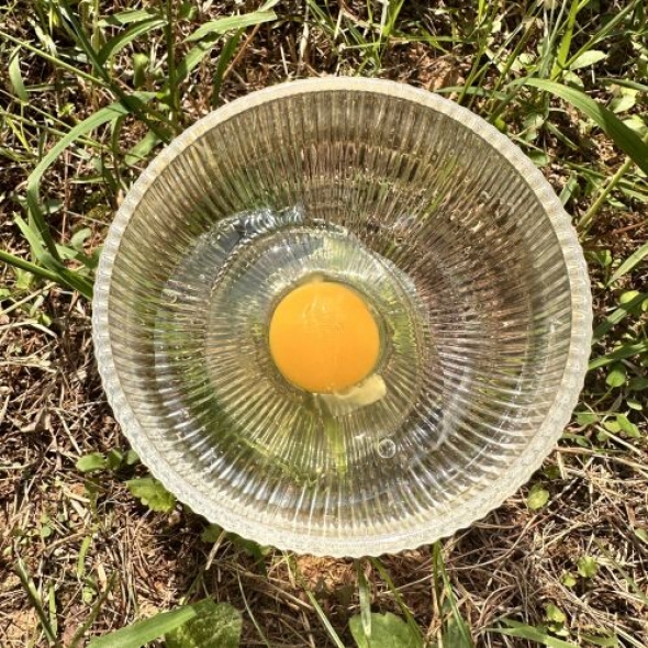 달걀 20구 (유정란 난각번호1번)