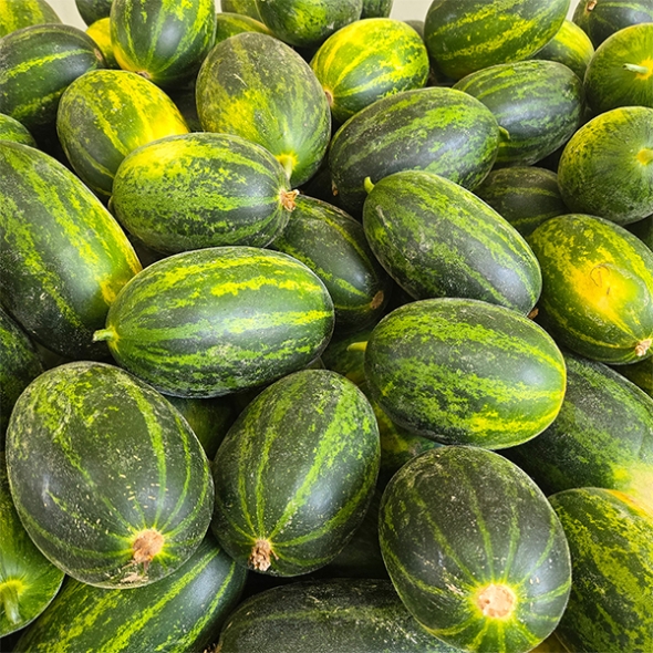 [보름데이] 경북 고령 파파야 메론(푸)