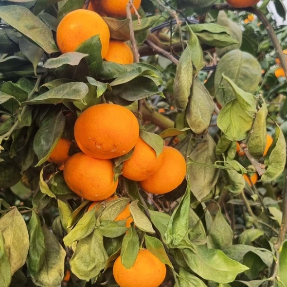 [오커브팜] 제주 비가림 감귤 일반포장