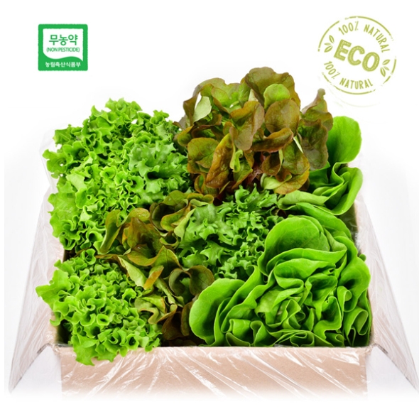 [1만원균일가][무농약/수경재배] 당일수확 유러피안 샐러드 야채모듬 [1kg/4-6종]