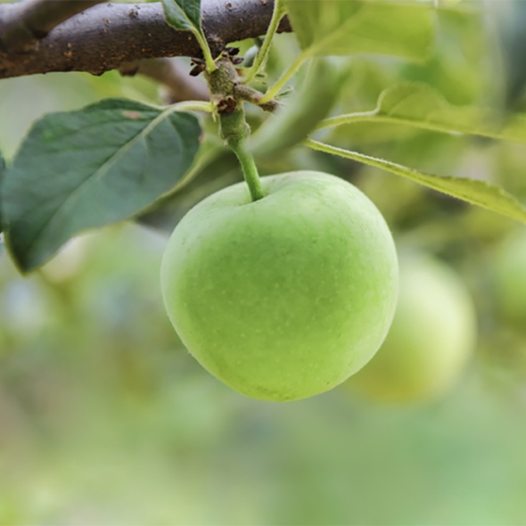 [부엌애] 시나노골드 황금사과 중대과 3kg/4.5kg