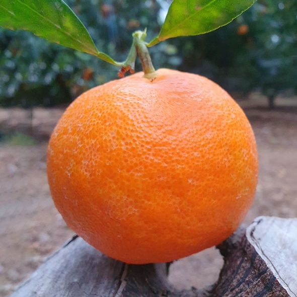 [신한카드할인]새콤달콤 감귤 제주 고당도 꿀 레드향 2kg 3kg 5kg