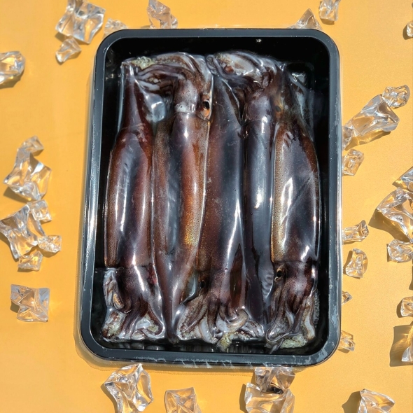  [강릉] 산지직송 동해안 자연산 활오징어(급냉) 5미 750g 내외(초장 증정)