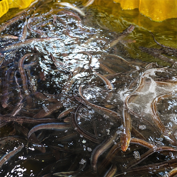 [力] 청정해역 통영의 자연산 손질 바다장어(푸)