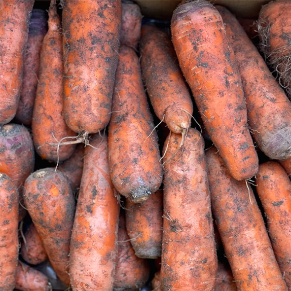 제주도 최상급 구좌당근(푸)