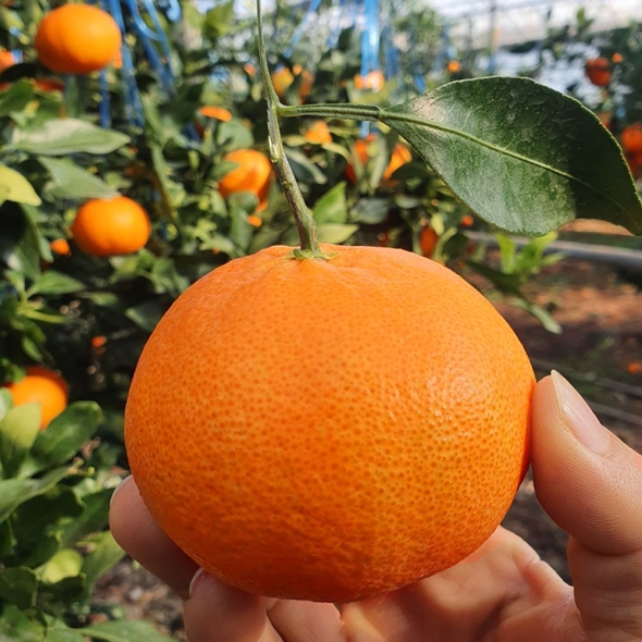 [★특별할인]새콤달콤 감귤 제주 고당도 꿀 레드향 2kg 3kg 5kg