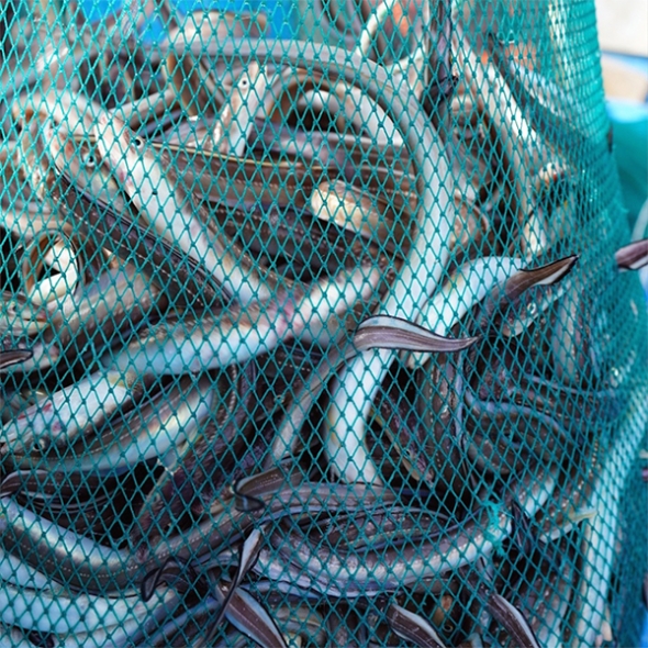 청정해역 통영의 자연산 손질 바다장어(푸)