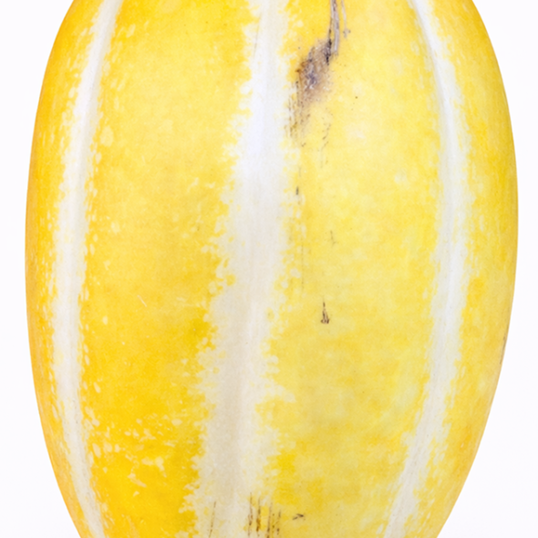 [과일] 과즙팡팡 수분가득 가정용 성주참외 1kg/2kg/3kg/5kg