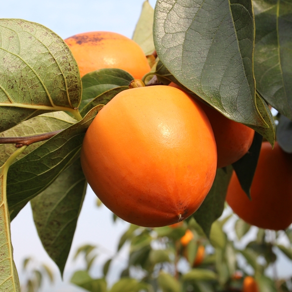 [주말특가] 국내산  전남 대봉감 곶감용 홍시용 대봉 감 2kg