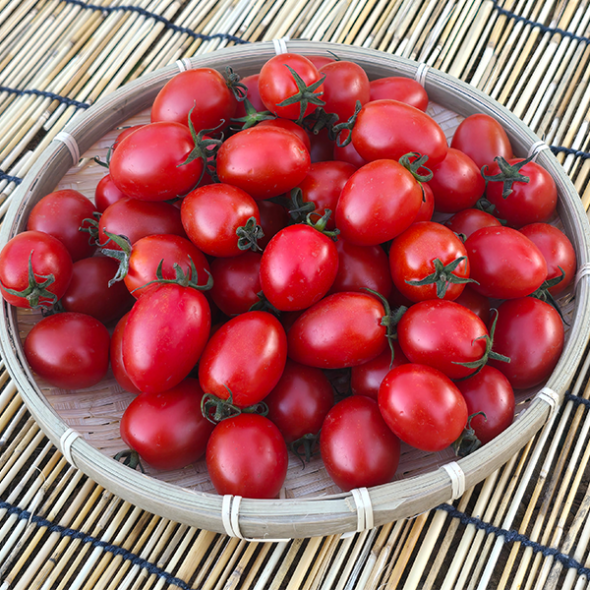 톡터지는 달콤한 대추 방울토마토