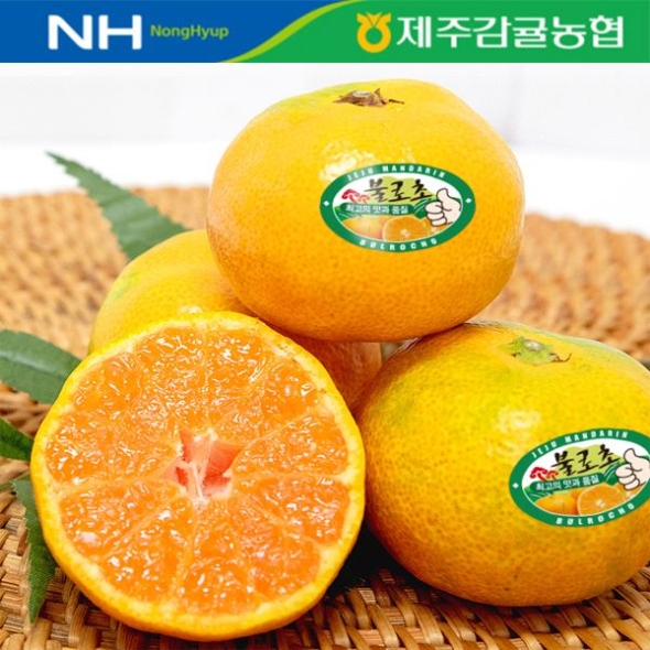 [제주감귤농협/당도선별] 고당도_상급 불로초_3kg [로얄과(2S~M)] [선물용]