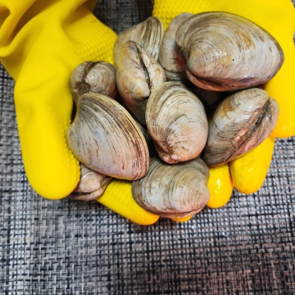 [만원의 행복] 홍지수산 백생합1kg