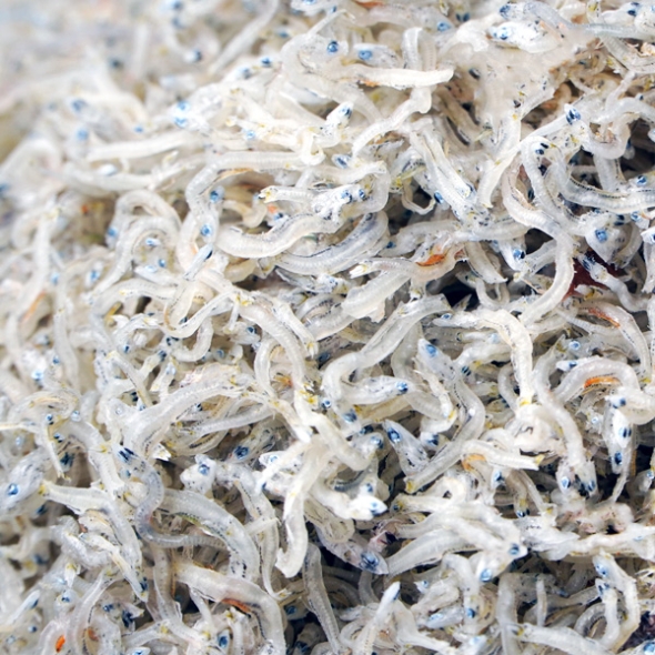 [단짠예찬] 바다내음 볶음멸치(지리/세멸) 1봉/2봉/3봉(봉당500g)