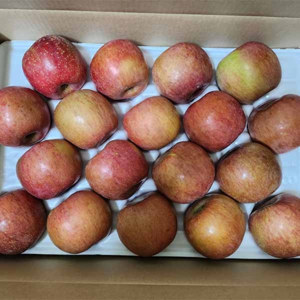 빨간사과 2kg~(최)