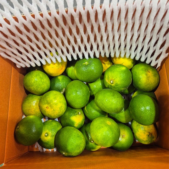 [오커최고] 극조생 감귤 싱그러운 감귤 2.5kg 4.5kg 실중량