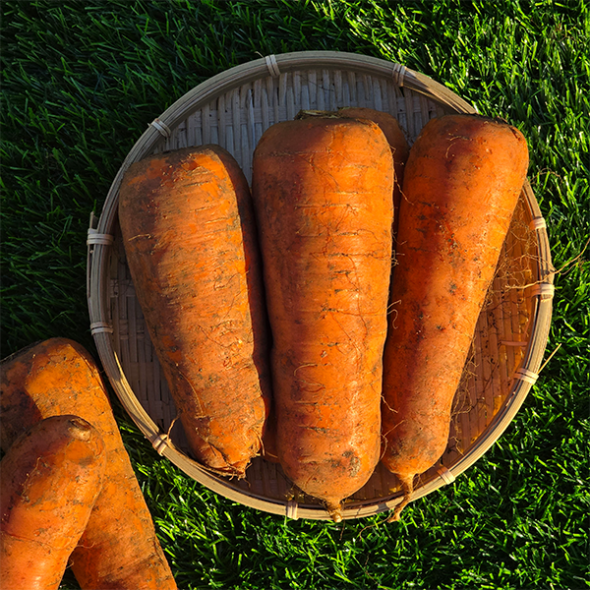 [만원의 행복] 달큰하고 아삭한 국내산 흙당근