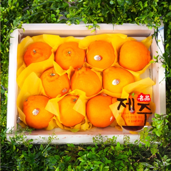 [농협] 한아름드린 한라봉세트 3kg(특13과내)  1박스/2박스