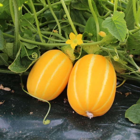 [오커최고] 성주 꿀당도 참외 맛있는 실속형 1kg 2kg