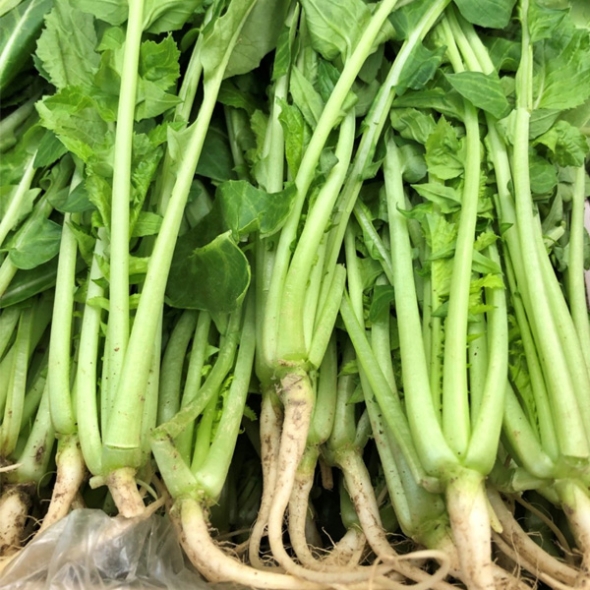 [농협] 한아름드린 신선 열무 4kg(특)