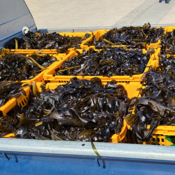 자연산 당일 직접 채취한 해녀 돌미역 1kg 1팩