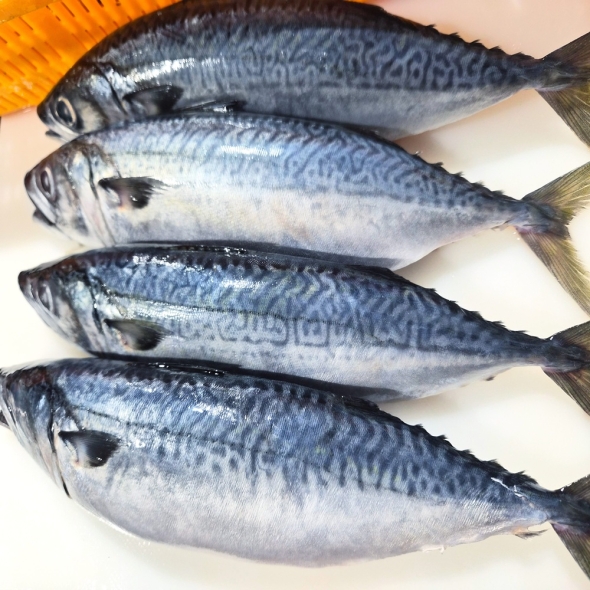 국내산 제주도 손질고등어 구이용(냉동)- 4미(소/중/대/특대)