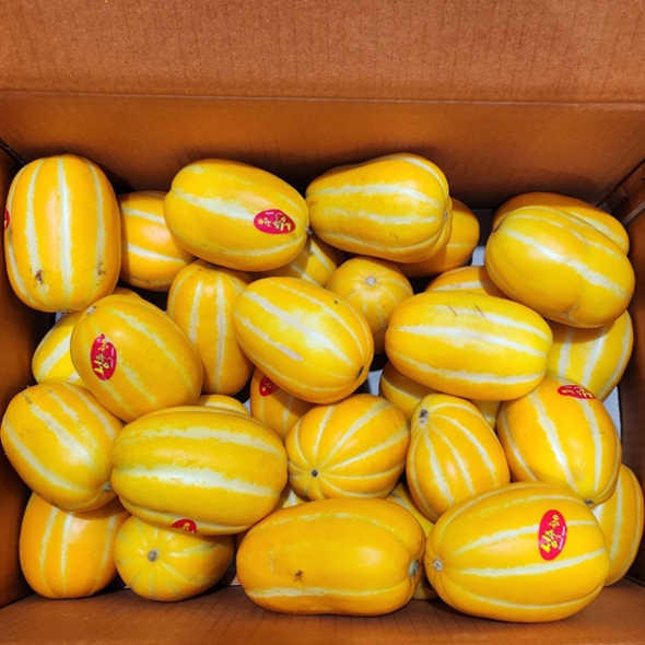 [오커최고] 성주 꿀당도 참외 맛있는 실속형 1kg 2kg