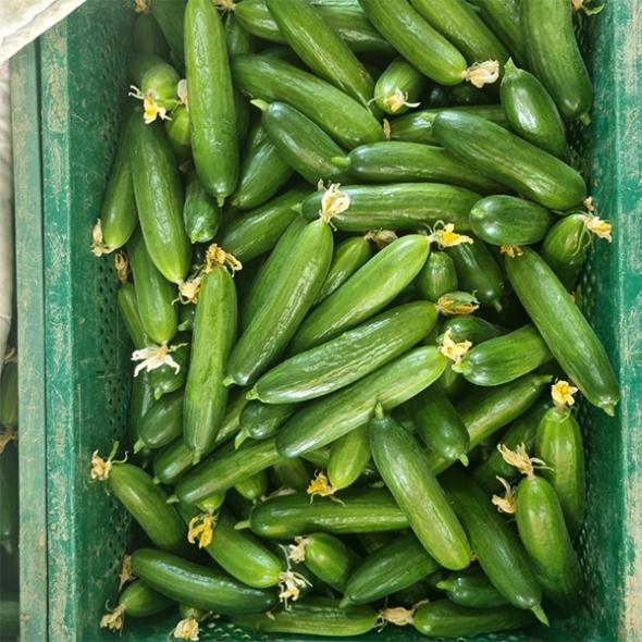  [주말특가] 수분이 가득한 미니오이