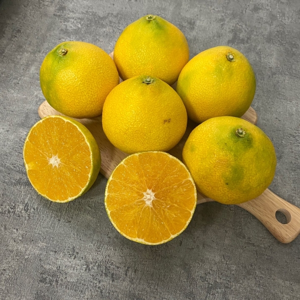 [제주직송] 과즙이 풍부한 황금향