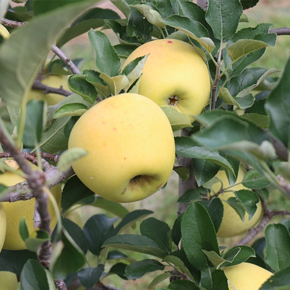 [사과최고] 황금빛 시나노 골드 사과 2kg 3kg 5kg 오커