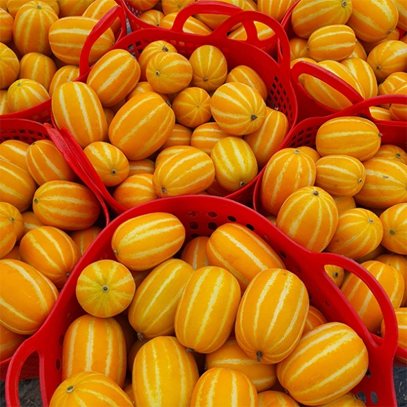 [오커최고] 성주 꿀당도 참외 맛있는 실속형 1kg 2kg